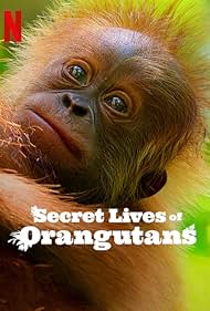 Secret Lives of Orangutans 2024 Hindi Dubbed English 480p 720p 1080p FilmyMeet